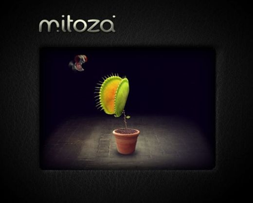 Mitoza - Baboon