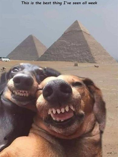 🐕🐶