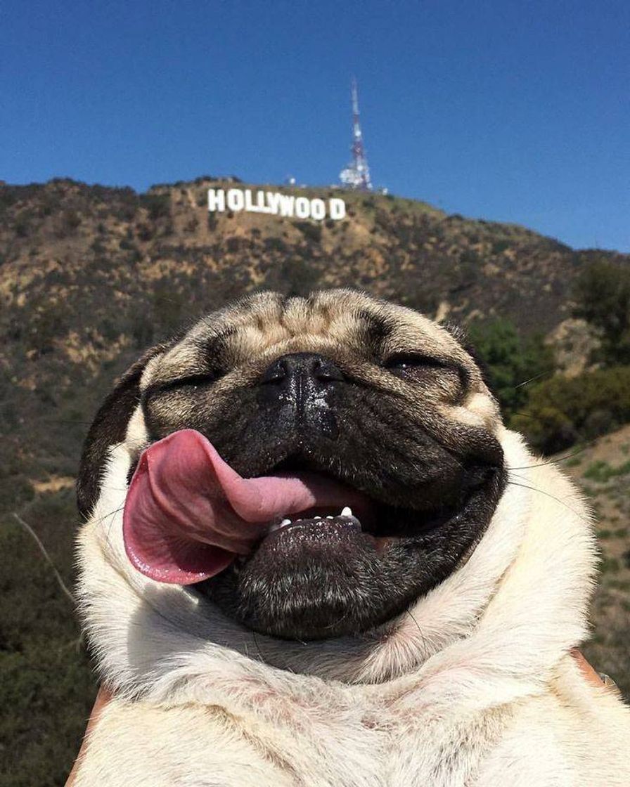 Fashion Hollywooddog