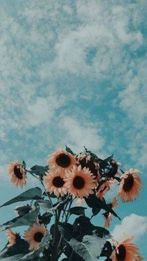 Art sunflowers sky blue wallpaper 