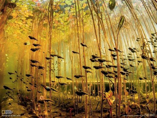 Tadpoles swimming through algae forest