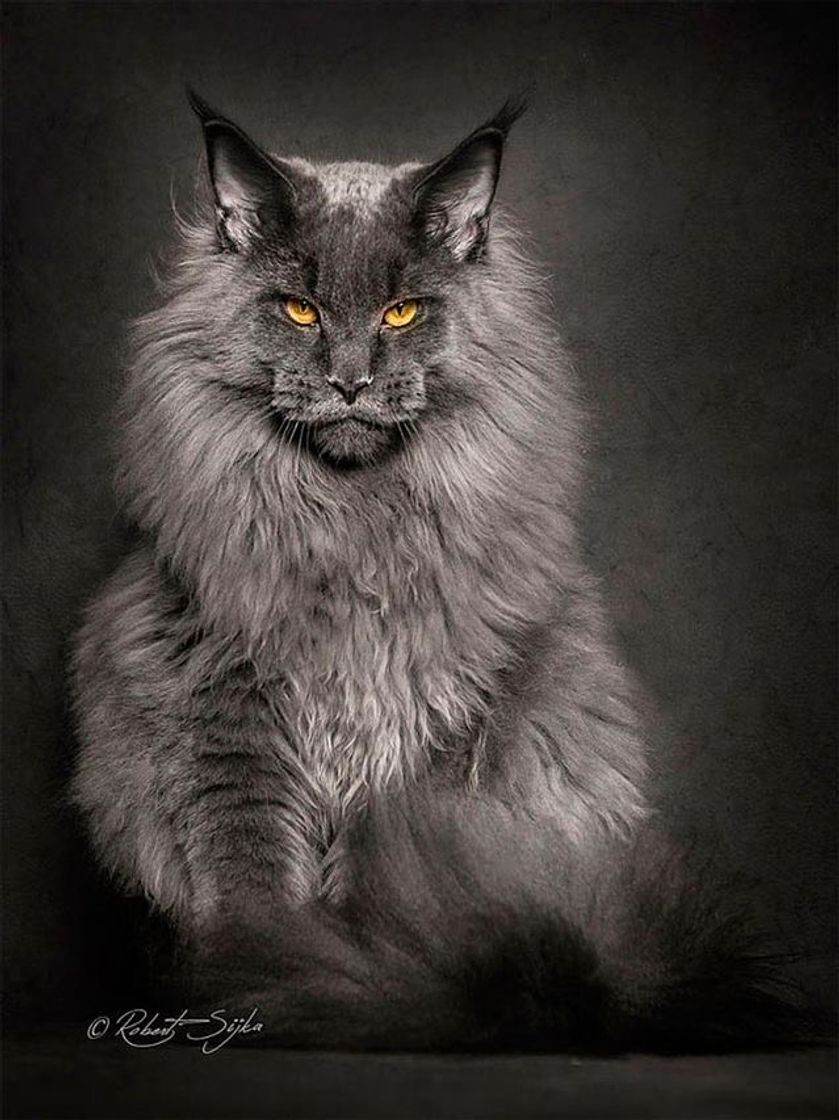 Fashion Maine Coon 