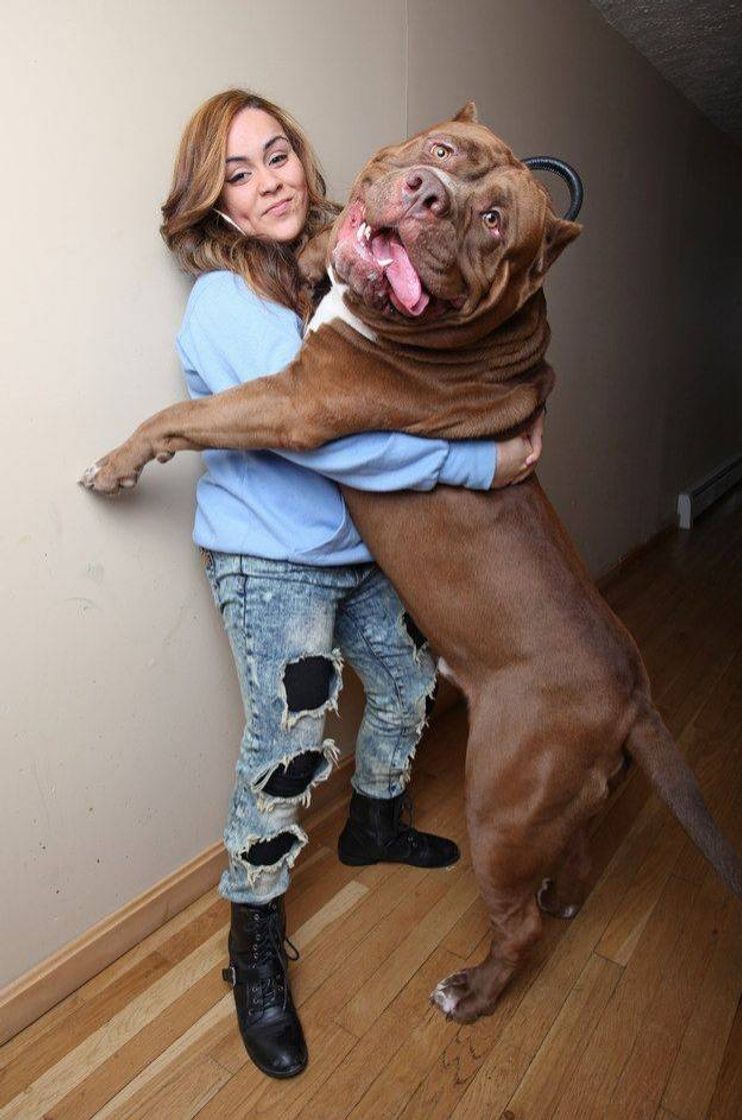 Fashion Pit Bull Gigante