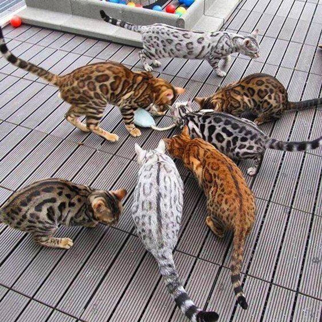 Fashion Bengal Cat 