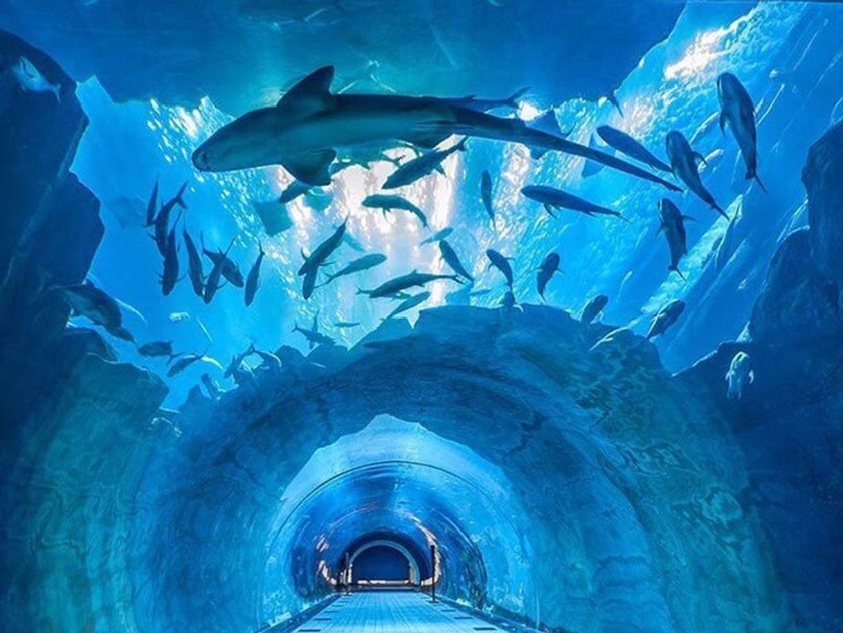 Place Dubai Aquarium & Underwater Zoo