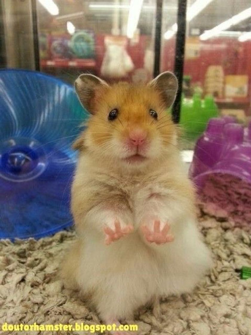 Social Hamster 