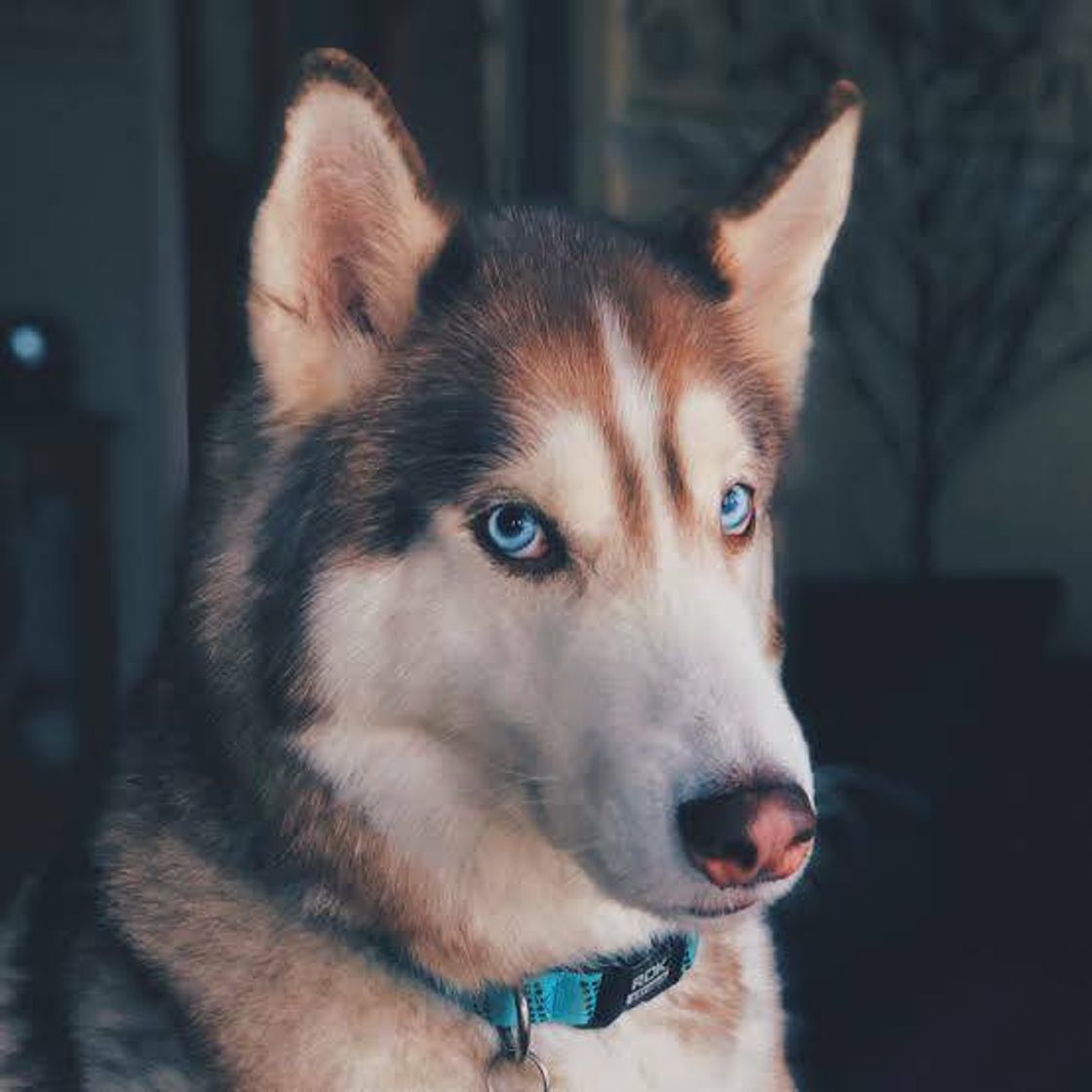 Moda Comportamento dos cachorros