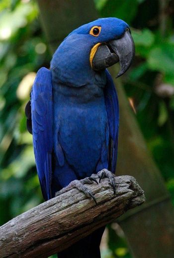 Arara azul 💙💙💙💙🐦🐧