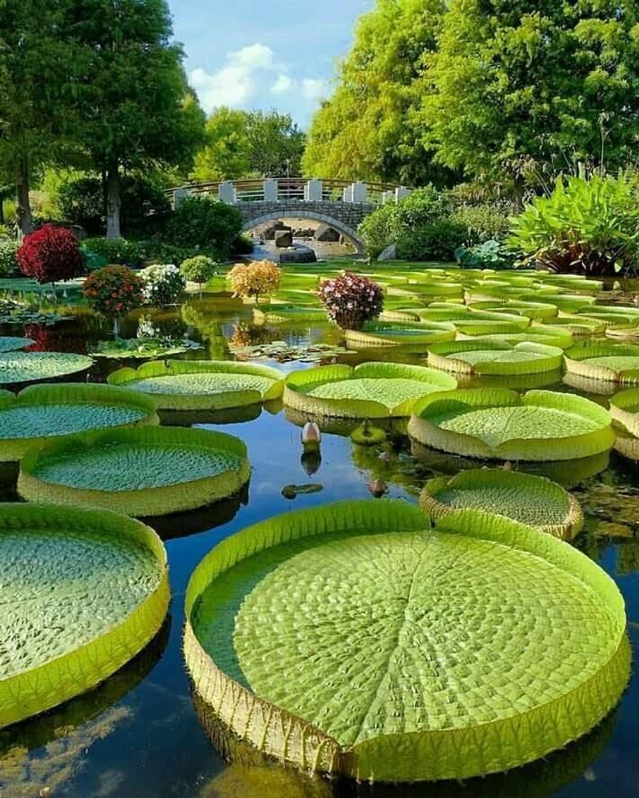 Vitorias régias 🍀🌿💐