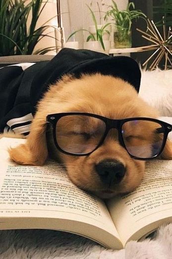 Cachorrinho de oculos