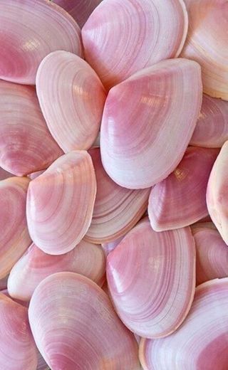 pink seashells wallpaper