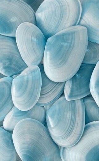 blue seashells wallpaper