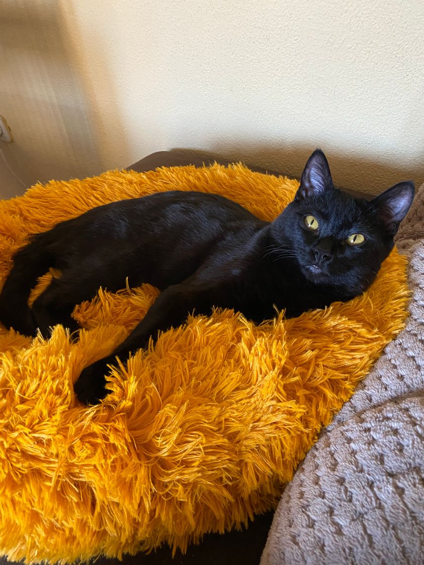 Cama gato antiestres