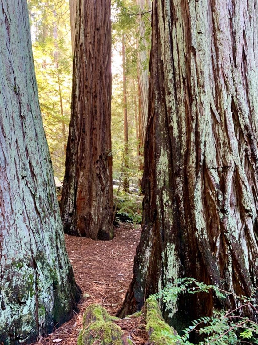 Place Muir Woods National Monument