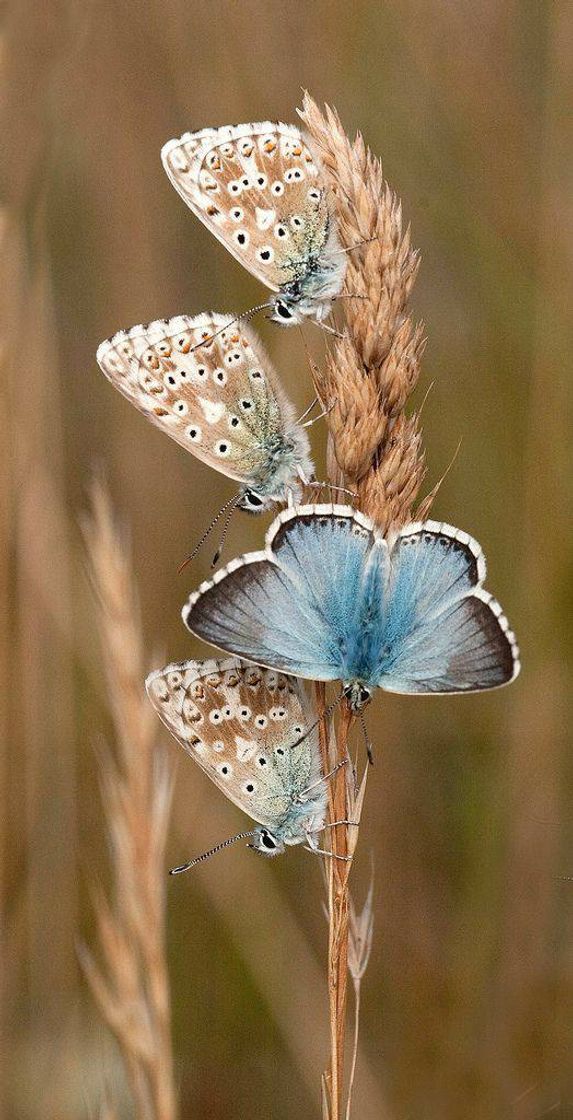 Moda roosting chalkhill blues