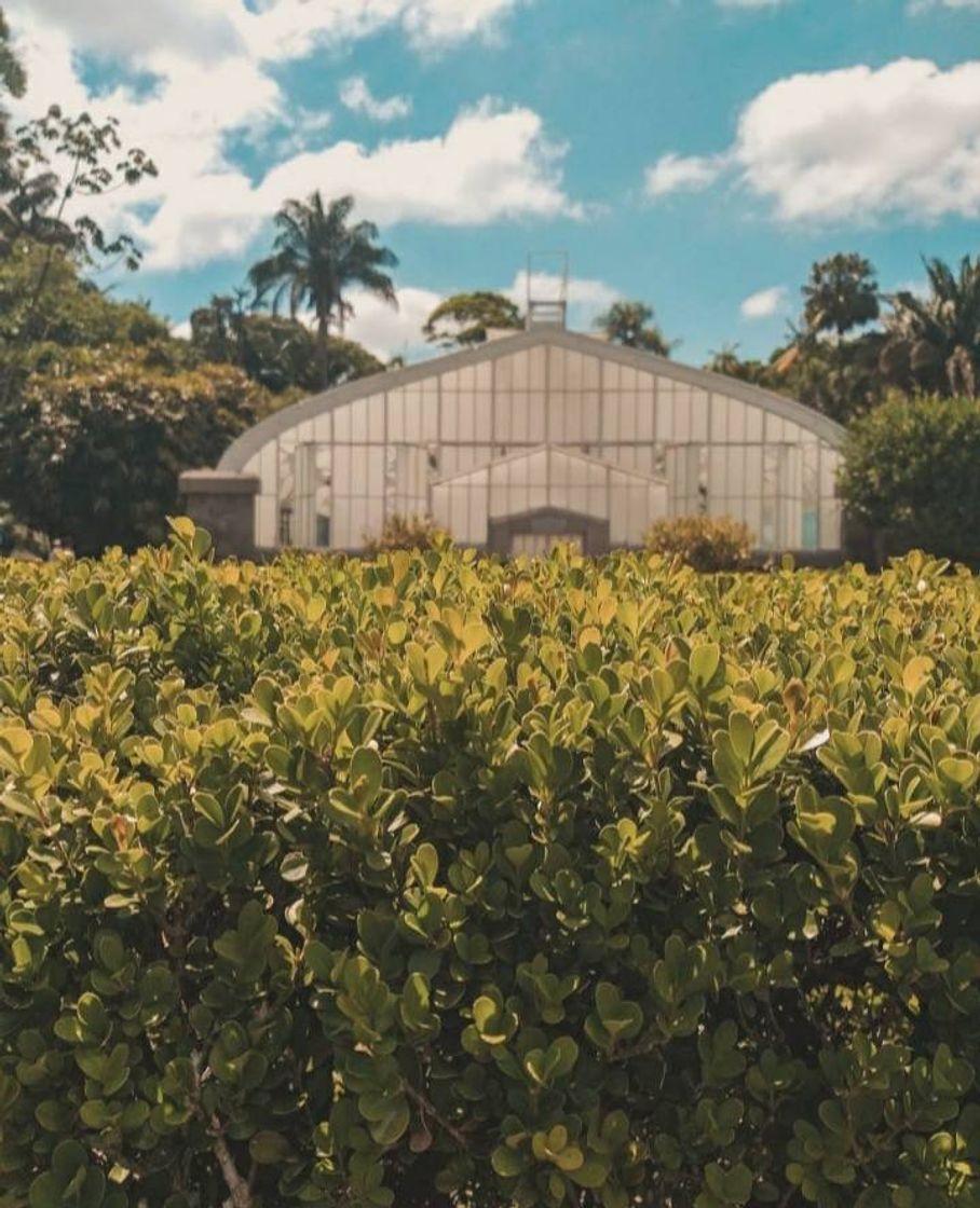 Lugar Jardim Botânico