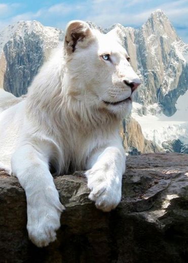 Leão Branco 