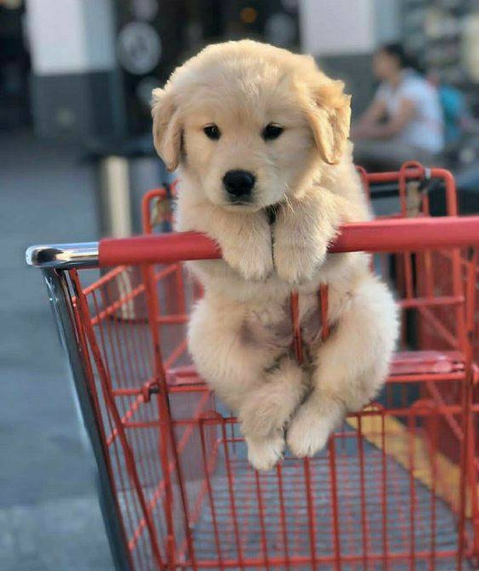 Moda Fazendo as Compras