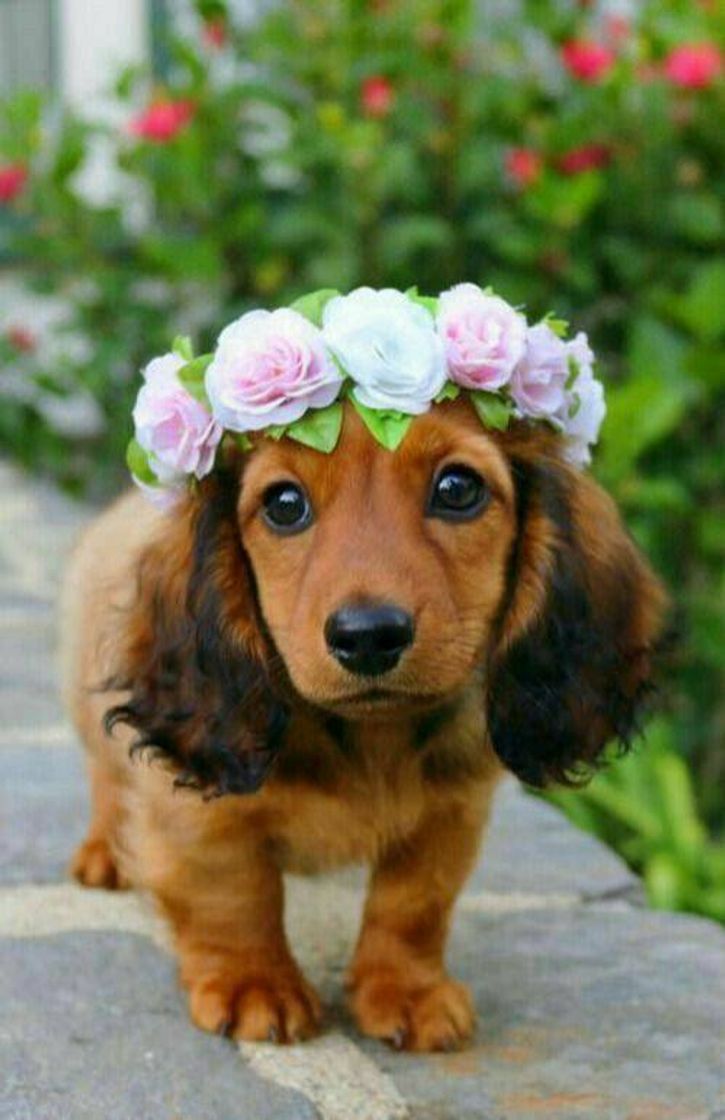 Social Cachorrinho