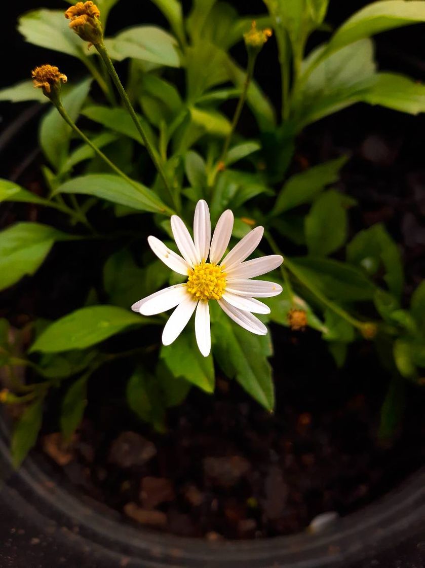 Moda Uma flor maravilhosa