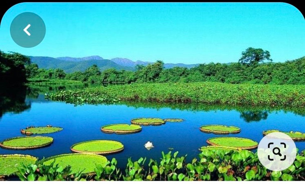 Moda Pantanal no Mato Grosso