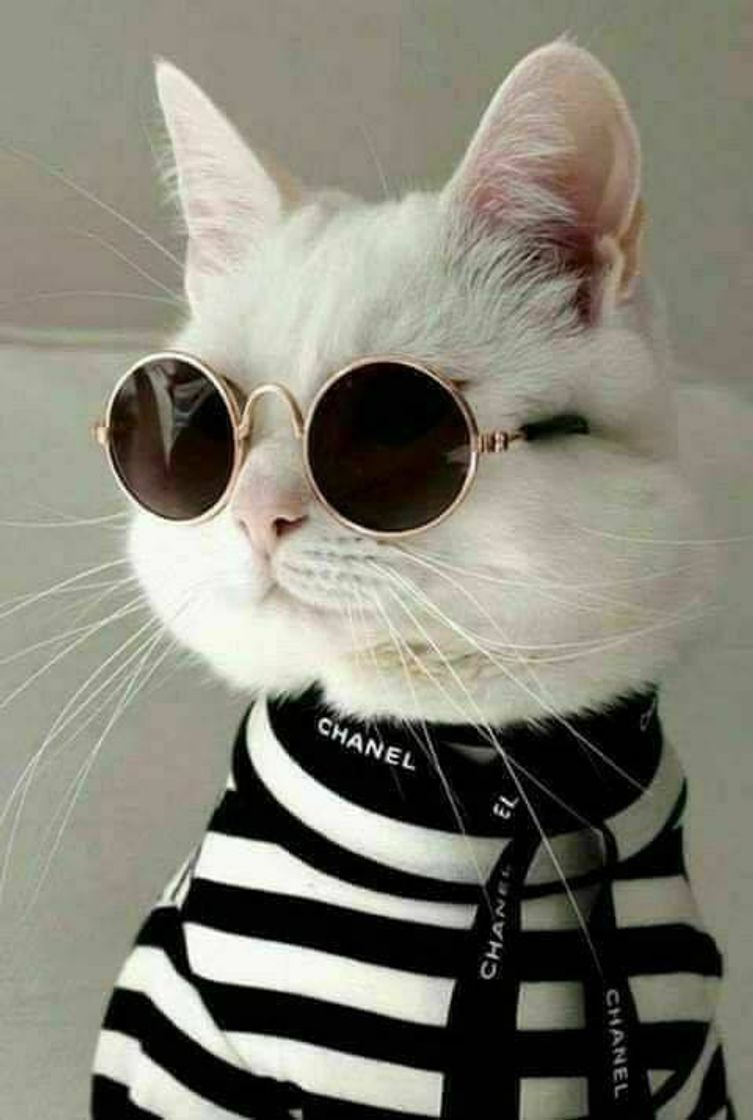 Moda cool cat 😎