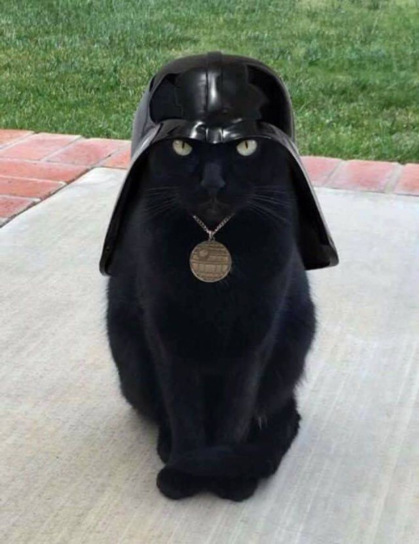 Fashion Darth Vader cat 