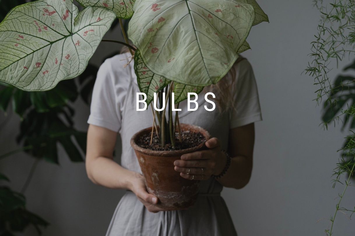 Productos Bulbos Caladium STEKJESENZO