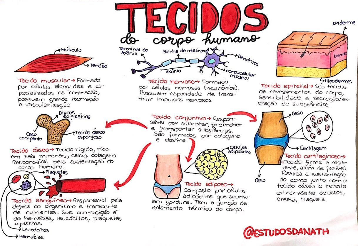 tecidos do corpo humano 