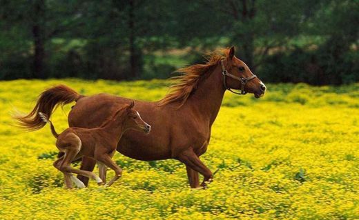 As 40 mais interessantes curiosidades sobre cavalos