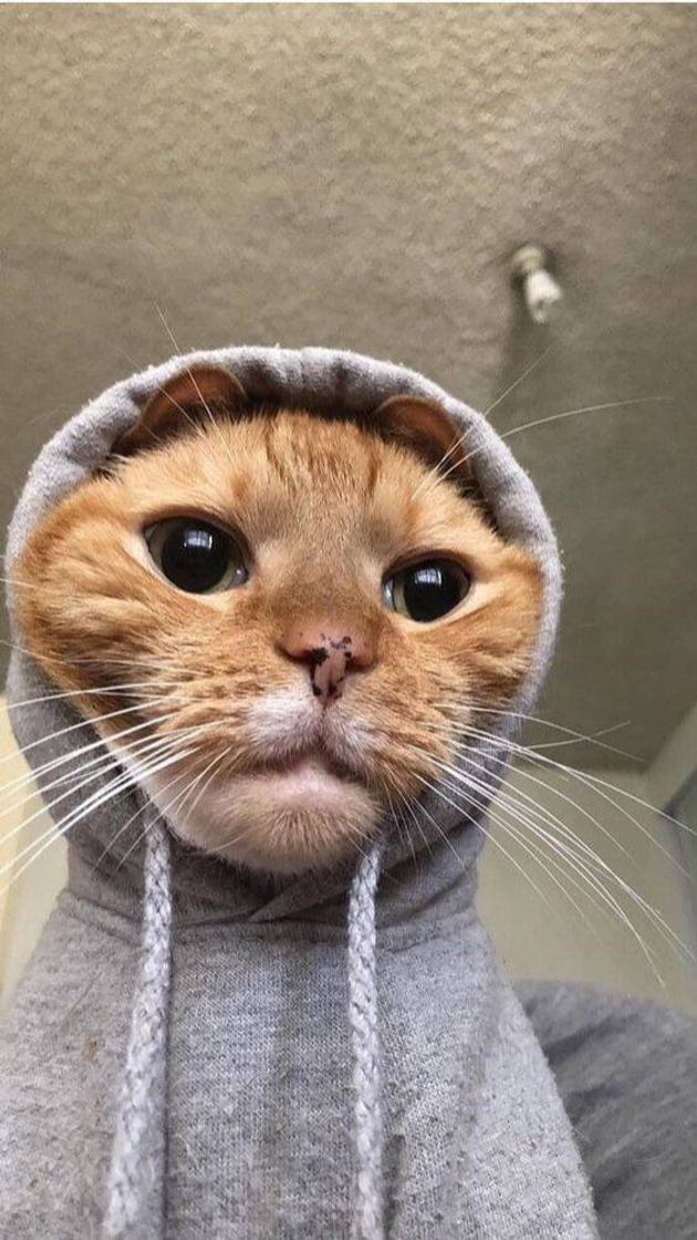 Gatinho