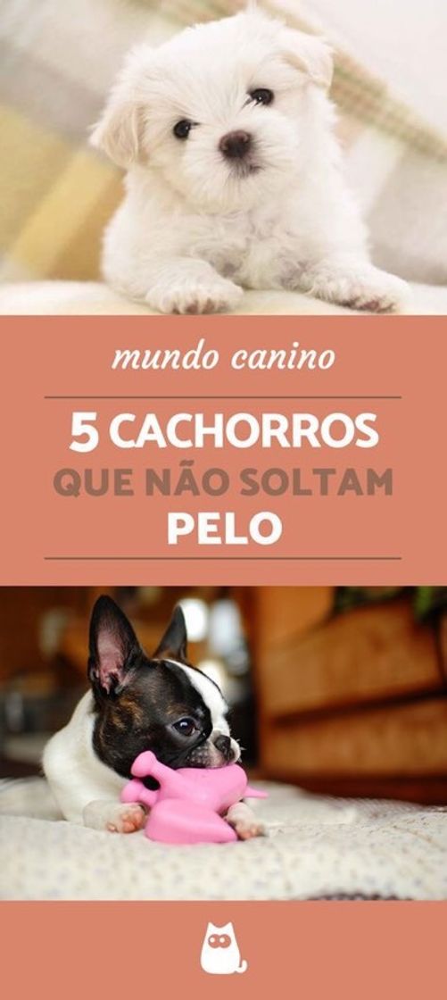 Moda 5 cachorros que não soltam pelo 🙌🏻