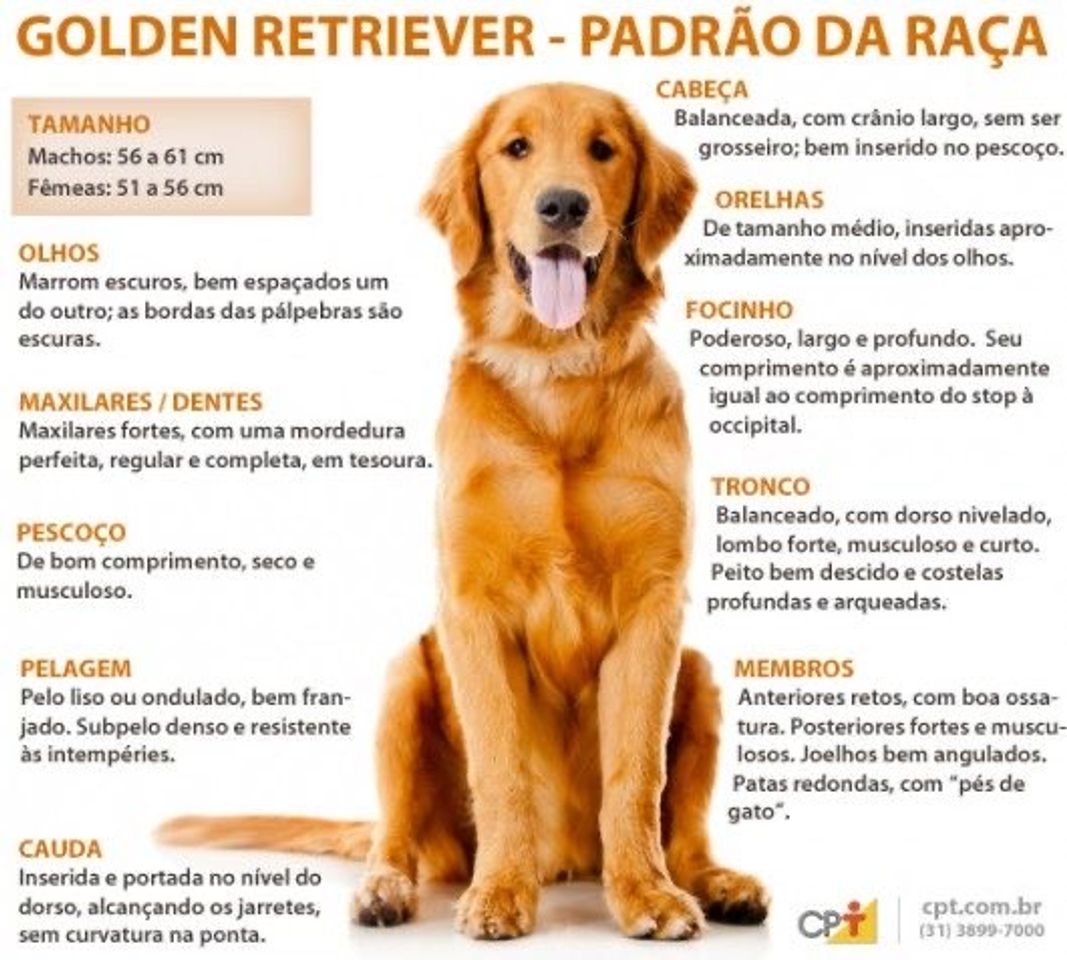 Moda O que saber sobre o Golden Retriever 🦁❤️