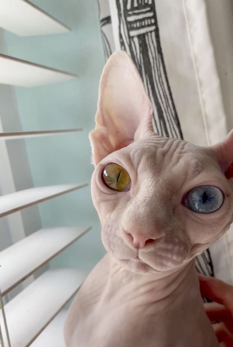 Fashion SPHYNX CAT