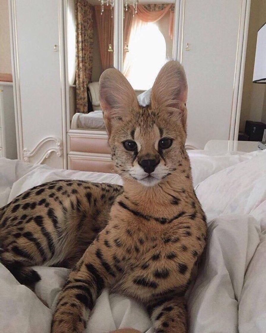 Fashion Savannah Cat