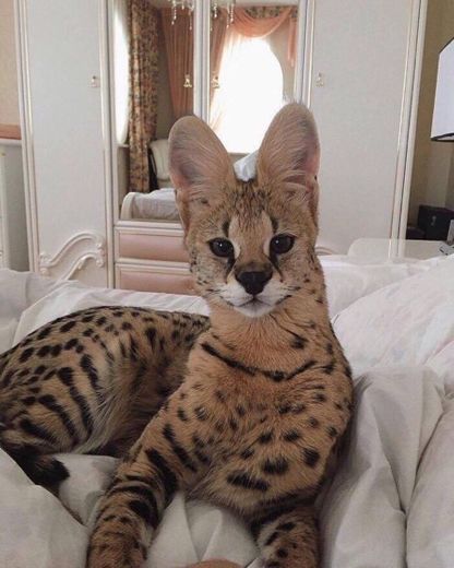 Savannah Cat