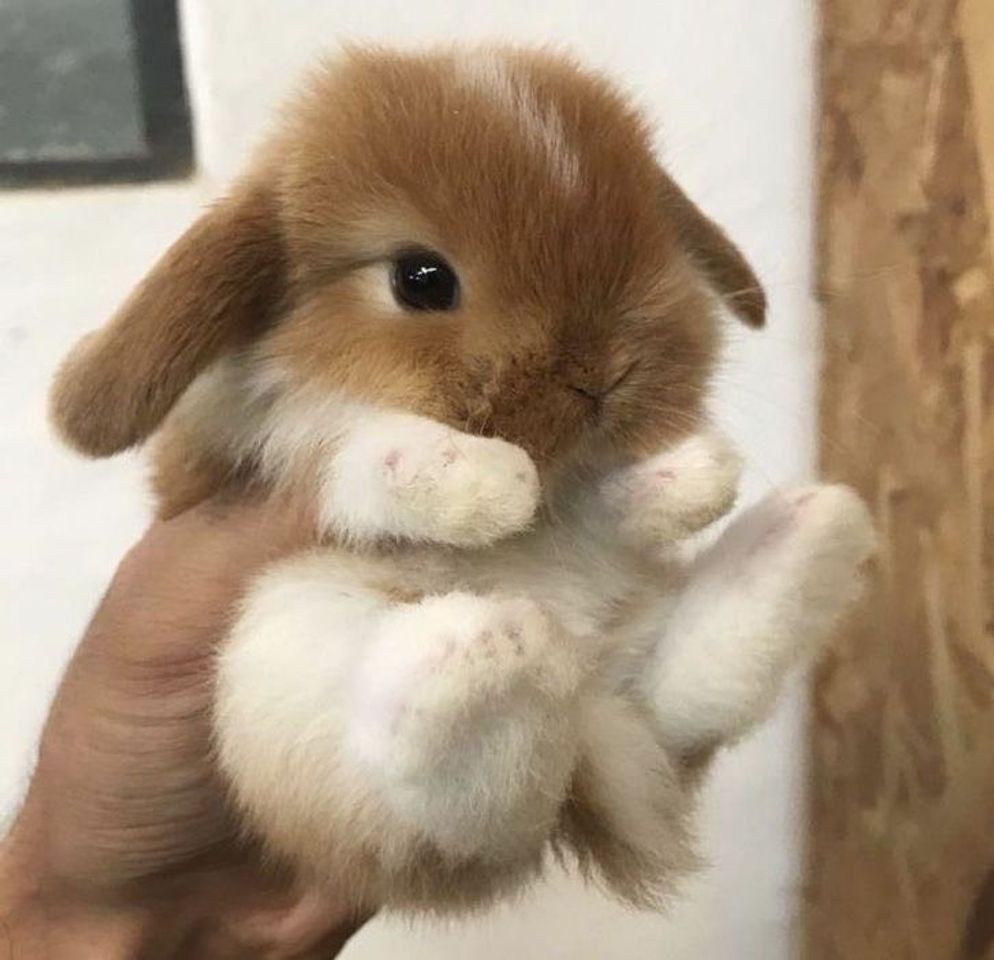 Fashion Mini Lop Rabbit