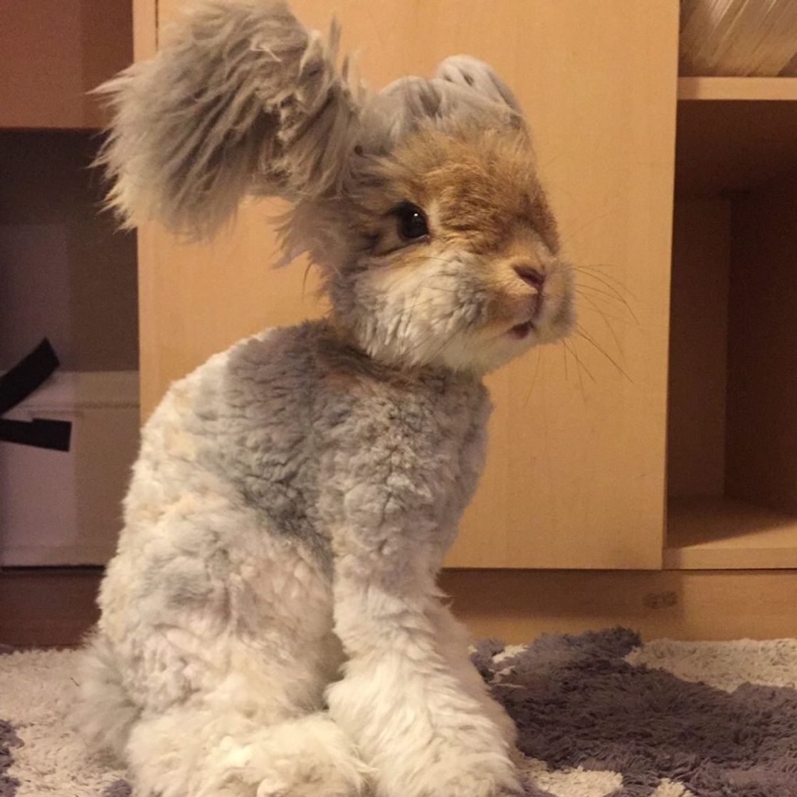 Fashion Angora Rabbit 