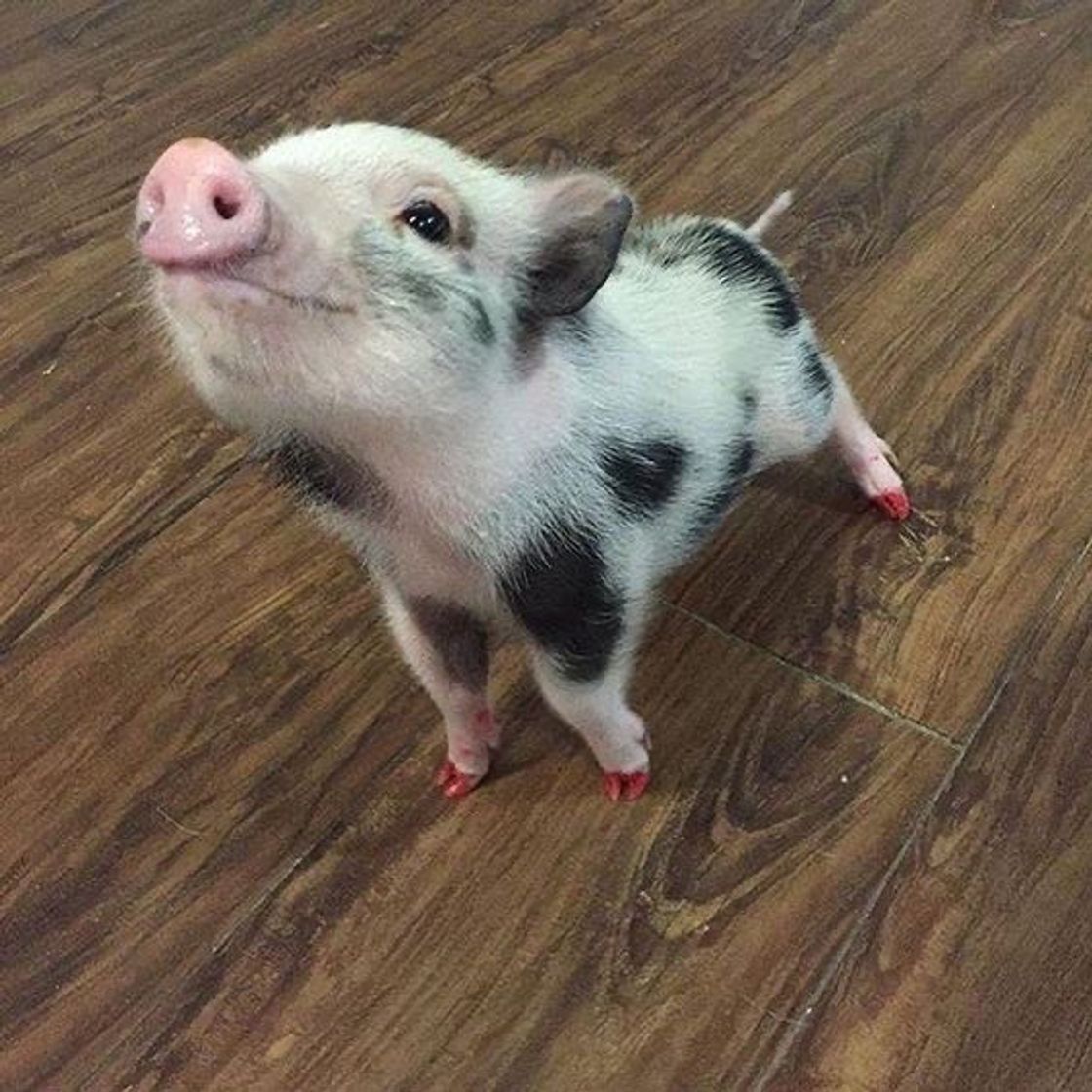 Fashion Mini Pig