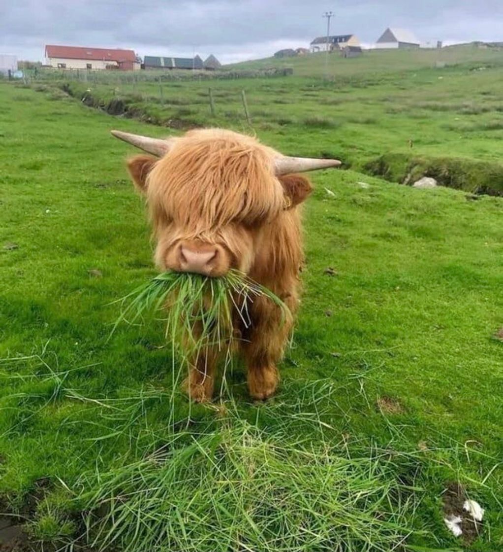 Moda Highland Cattle 