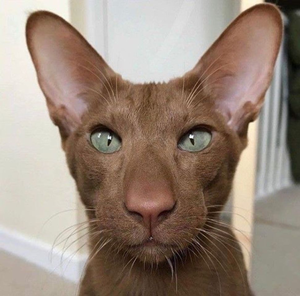 Fashion Oriental Shorthair Cat