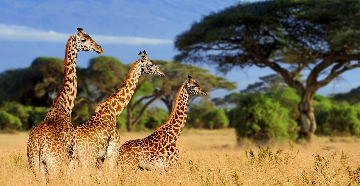 Place Tarangire National Park