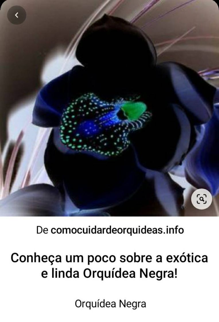 Moda Orquídeas 