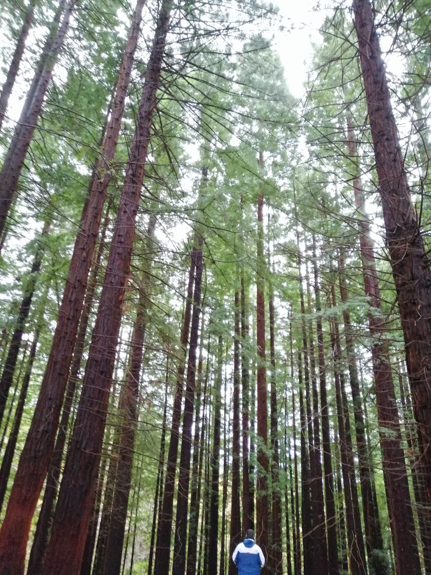 Bosque de Secuoyas (Cabezón de la Sal)