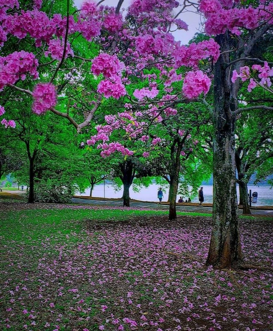 Fashion Parque Do Ibirapuera Av Pedro Álvares Cabral | portões 2, 3 e 10 ...