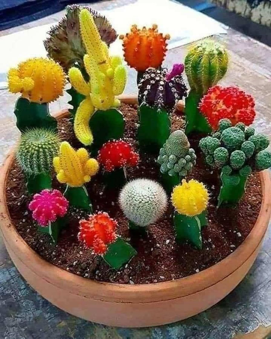 Cactos nativos 