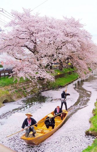 Flores de cerejeira no Rio Shinkawa