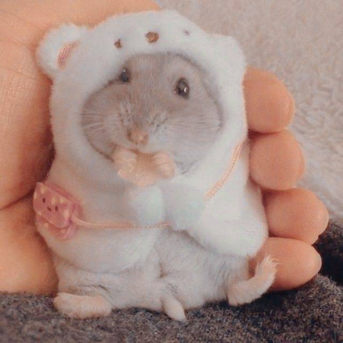 Moda 💗 Hámster. 🐹 💗