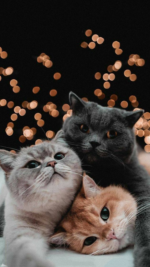 Social Wallpaper cats fofos🐈