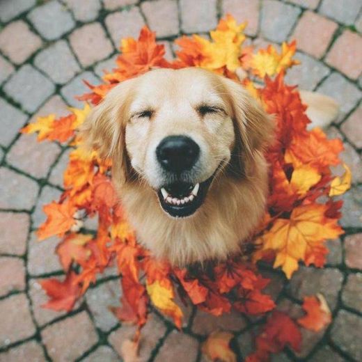 Cadê o sorrisão? #DogLove